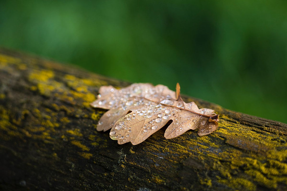 Smell of Autumn