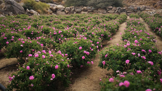 Rose of Taif: A Guide to the Mysterious Flower