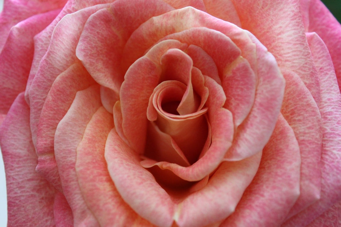 A Guide to the Floral Fragrance Family